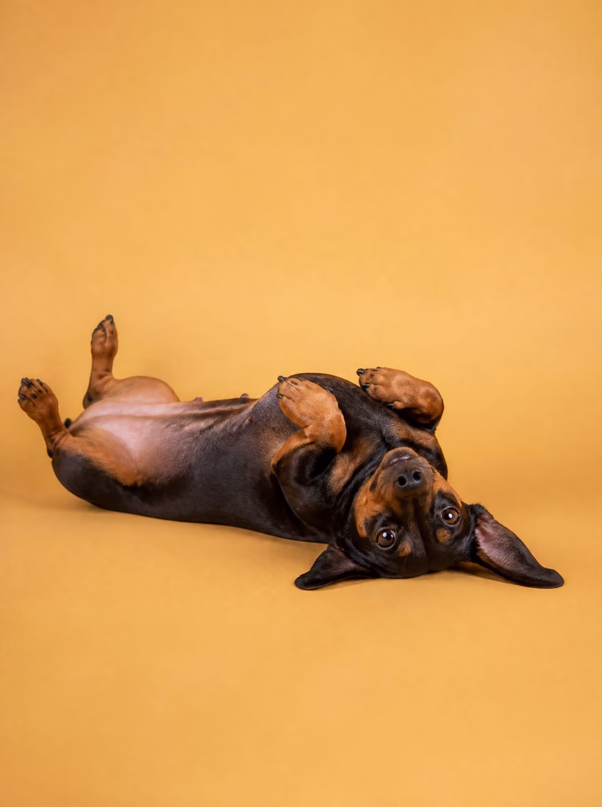 Fido